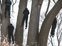 5 Black Men Hanging Dead From Trees
