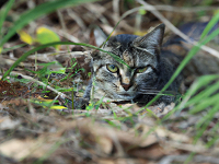  Australia Plans to Kill Millions of Feral Cats 