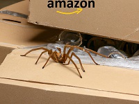 Spiders are Hiding in Amazon Delivery Boxes