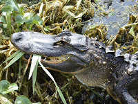 Eating Alligator Meat  Save the Louisiana Wetlands