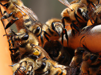 Honeybees Cook 'Murder Hornet'