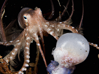 Did an Octopus Throw a Spoiled Shrimp at Its Handler