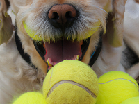 Tennis Balls Toxic to Dogs