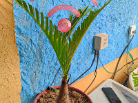WiFi Signals  Stunt Plant Growth