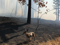 Wildlife Escaping Wildfires  Lay Buckets of Water