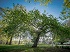 Is Isaac Newton's Apple Tree Still Alive