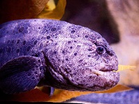 Can Wolf Eel Bite and Poison You After It's Been Decapitated 